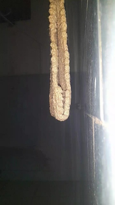 CastroDotad Live Image