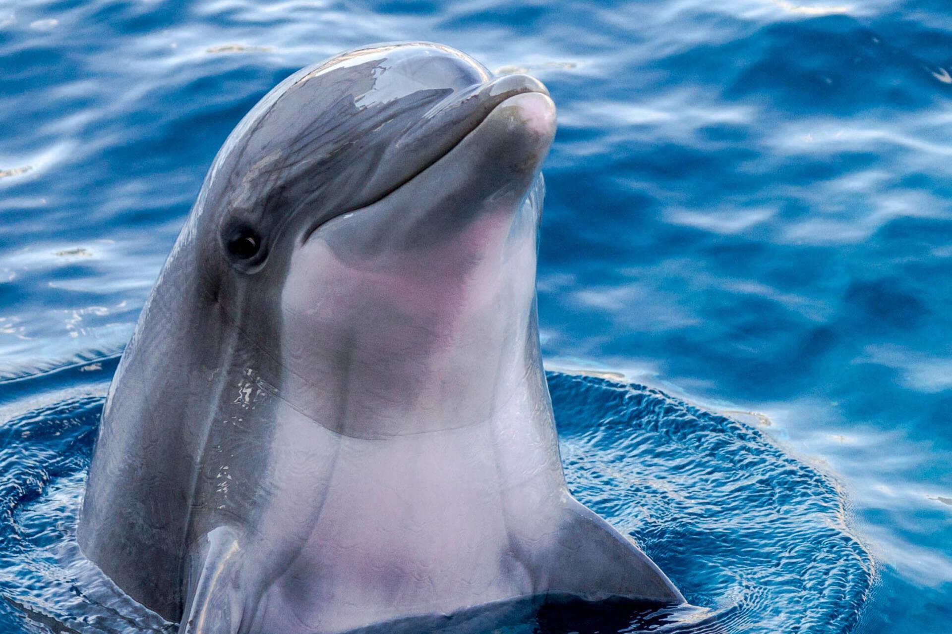 DDDelfino