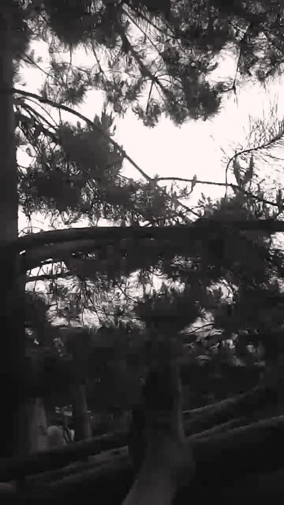Chasconely live from Chile